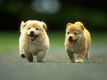 孕妇狗是什么意思