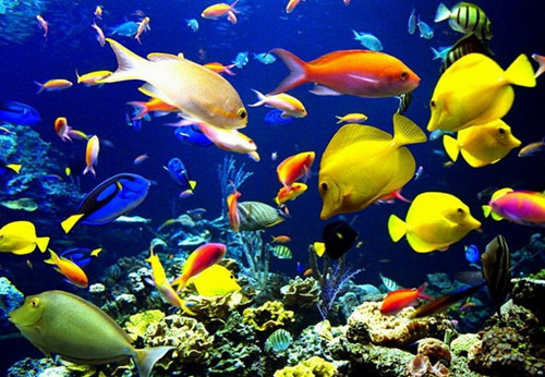 水生物