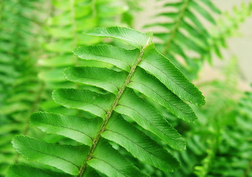 蕨类植物