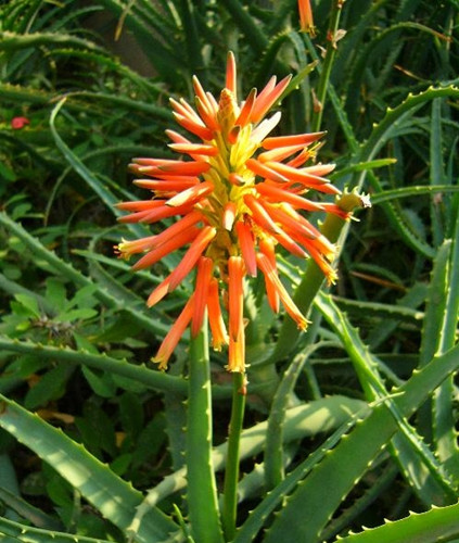 芦荟开花