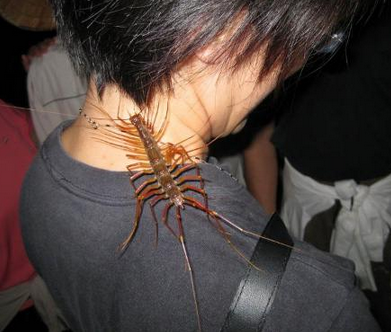 蚰蜒咬人