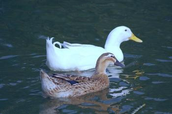 游水