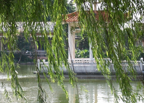 孕妇柳树
