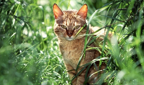 野猫