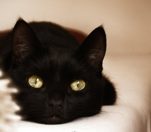 黑猫