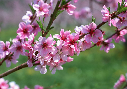孕妇桃花