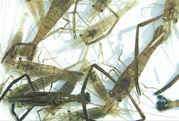 抓虾 捕虾 捉虾